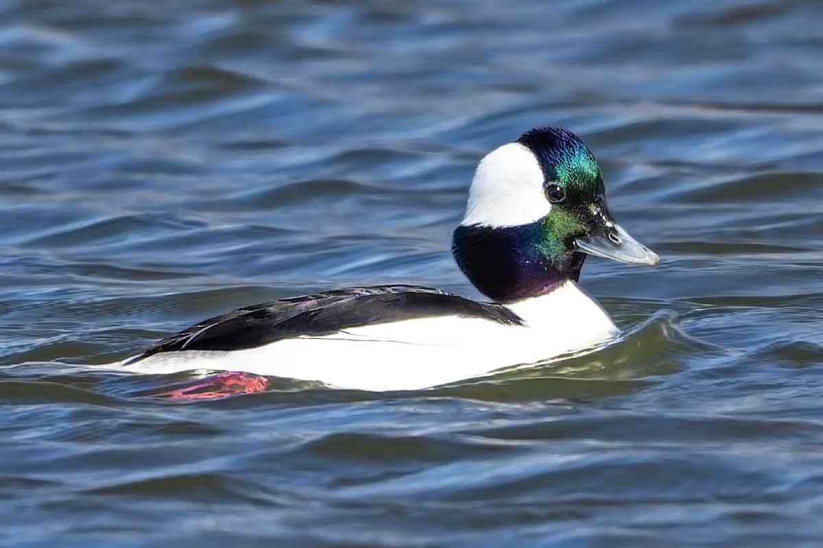 Bufflehead - ML633444903