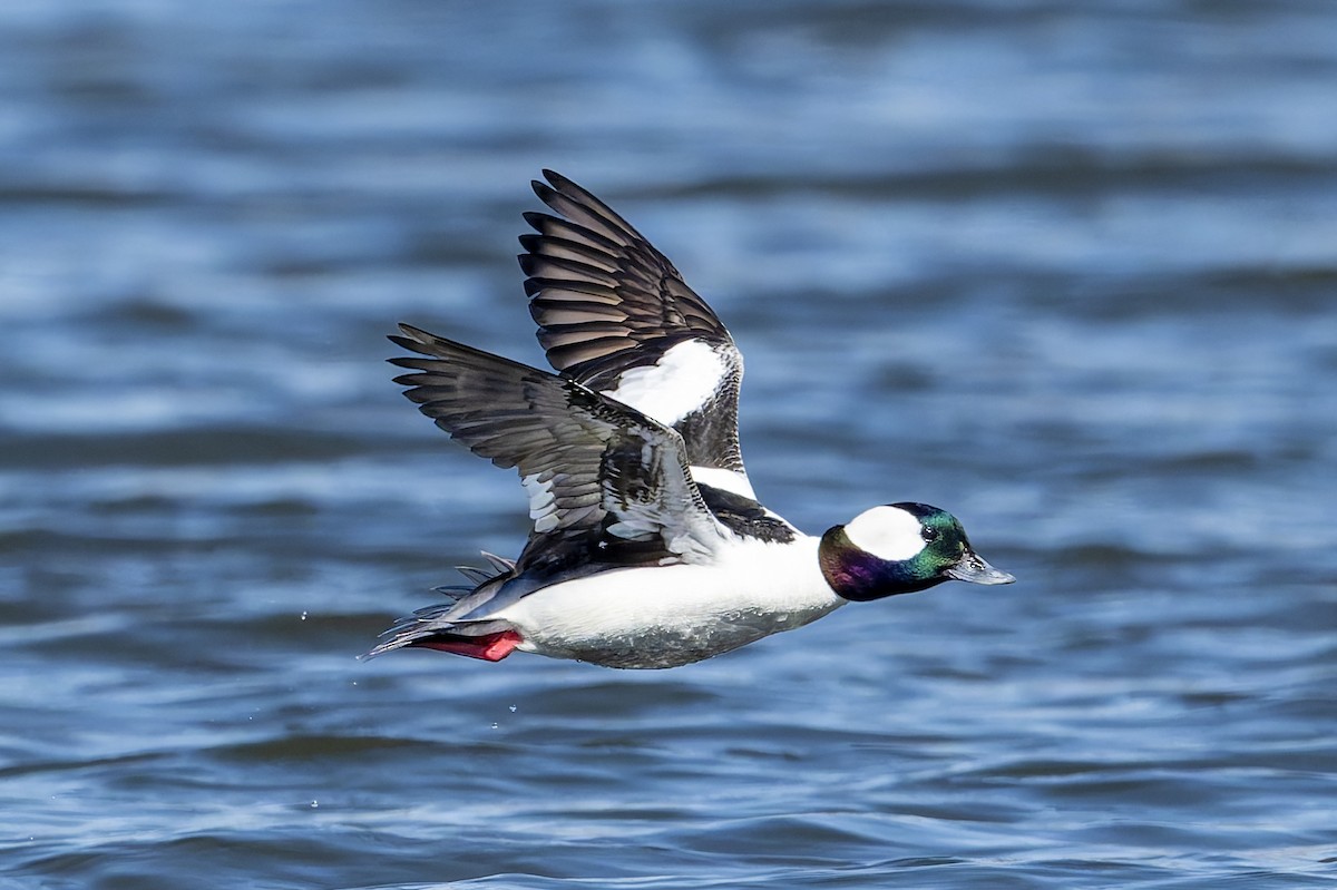 Bufflehead - ML633444904