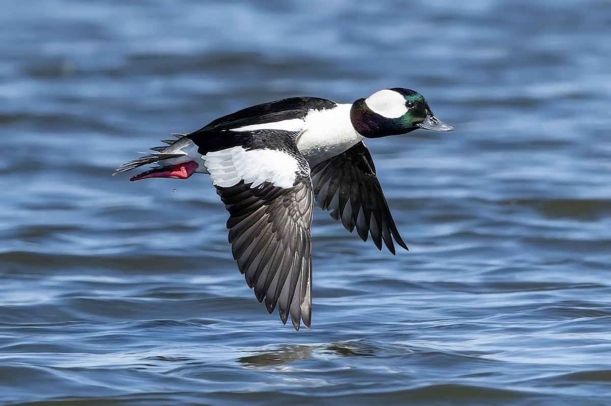 Bufflehead - ML633444906