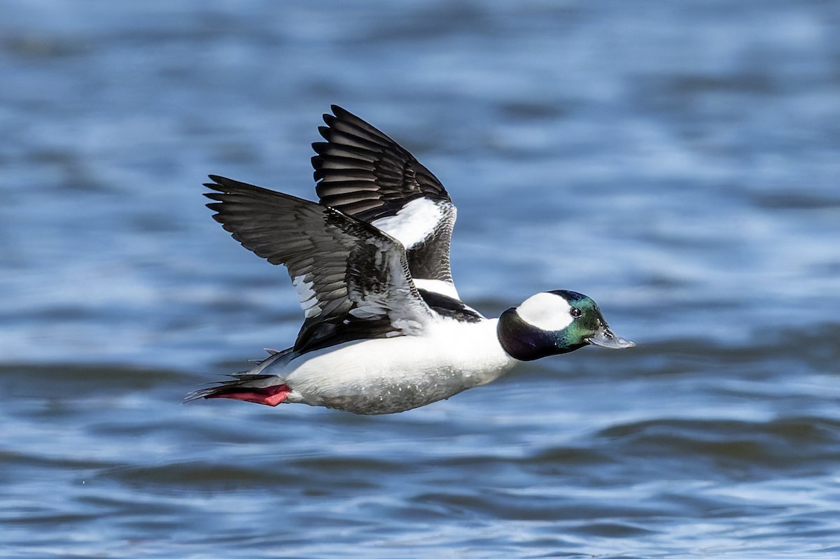 Bufflehead - ML633444907
