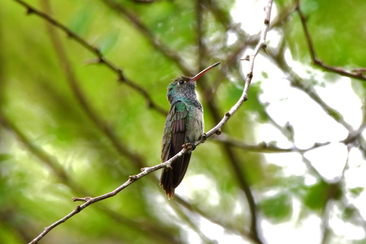 Honduran Emerald - ML633445036