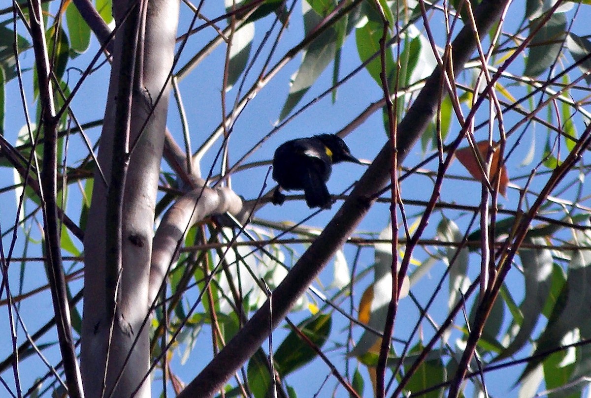 småkasik - ML633445051