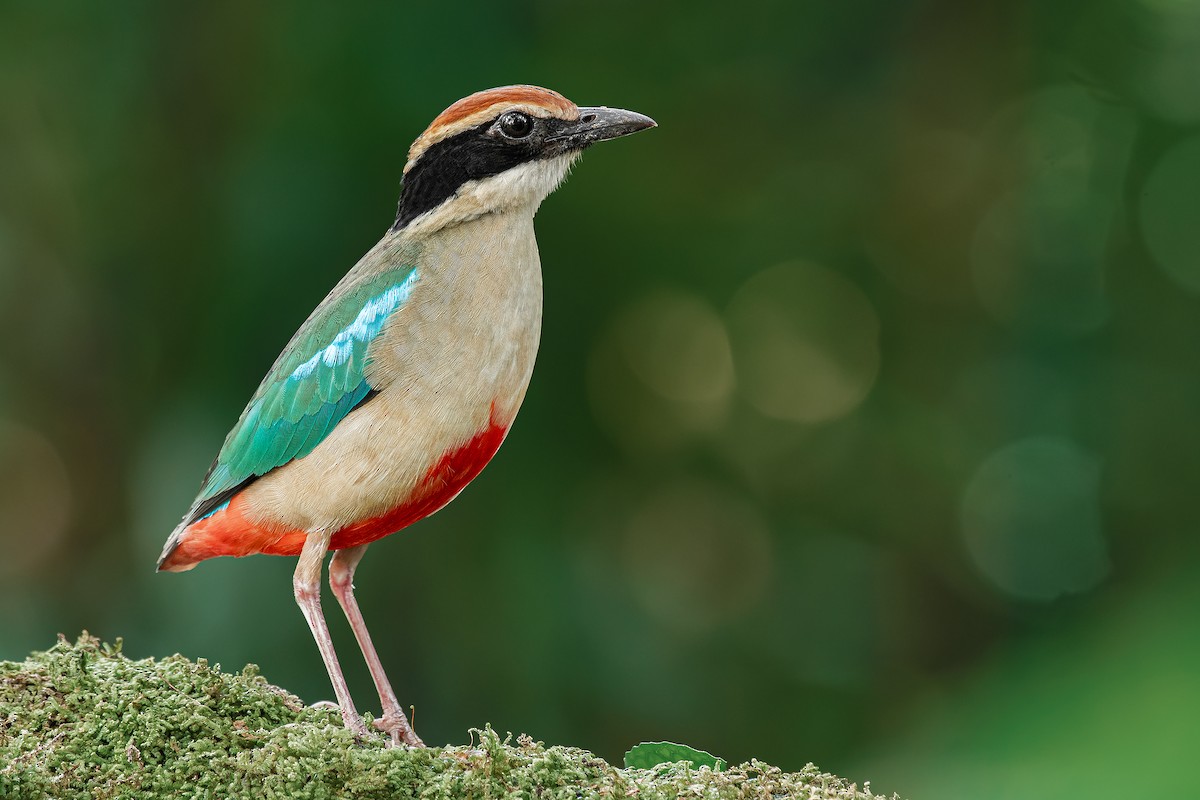 Fairy Pitta - Natthaphat Chotjuckdikul