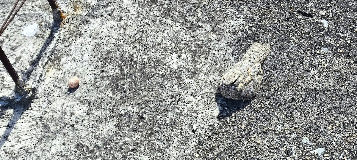 Pygmy Nightjar - ML633445101