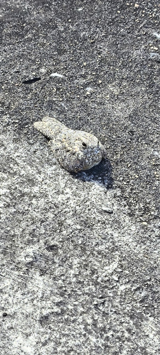 Pygmy Nightjar - ML633445102