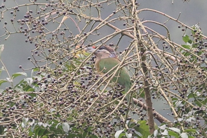 Red-vented Barbet - ML633445130