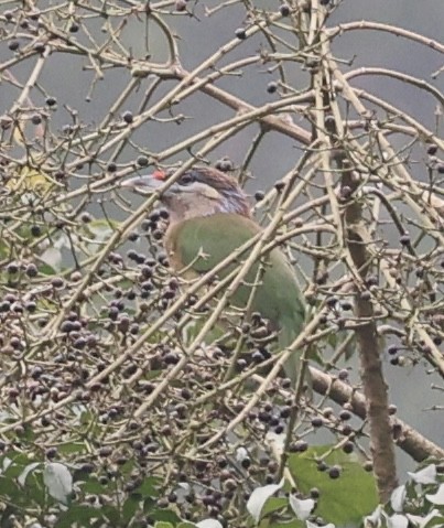Red-vented Barbet - ML633445131