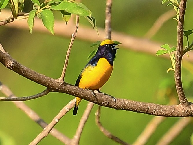 Trinidad Euphonia - ML633445393