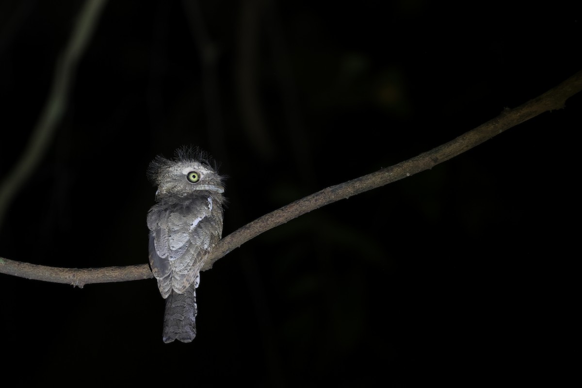 Палаванский лягушкорот - ML633445427