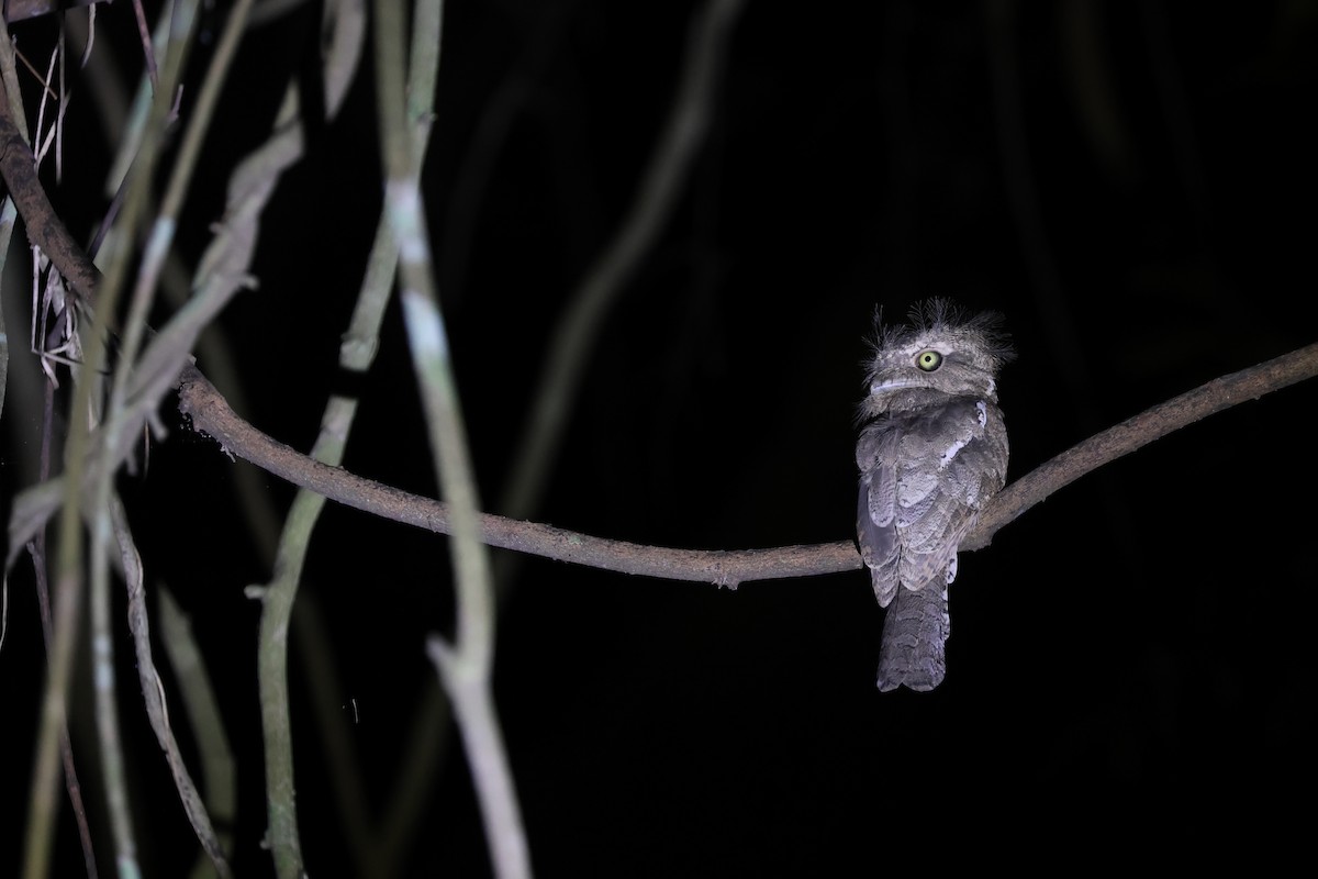 Палаванский лягушкорот - ML633445428