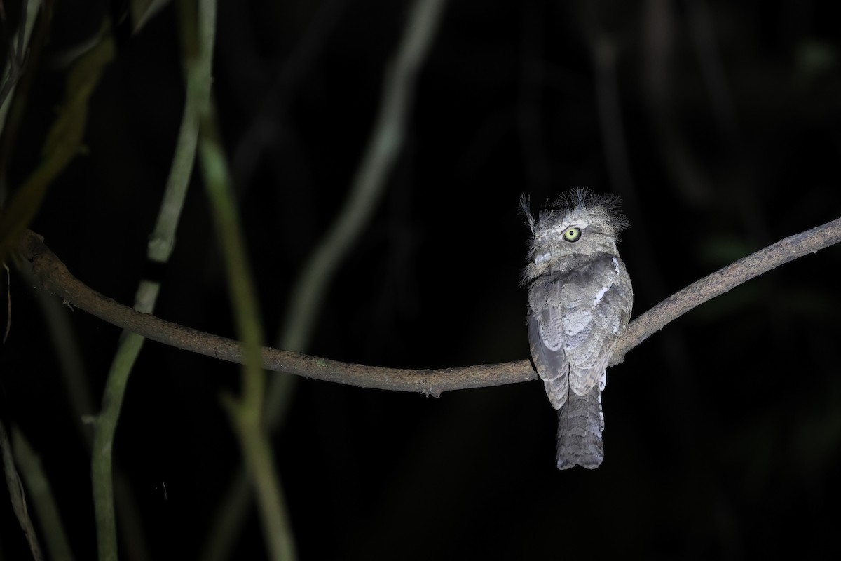 Палаванский лягушкорот - ML633445429