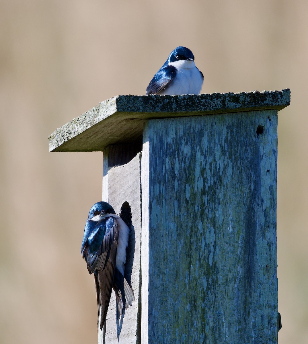 Tree Swallow - ML633445529