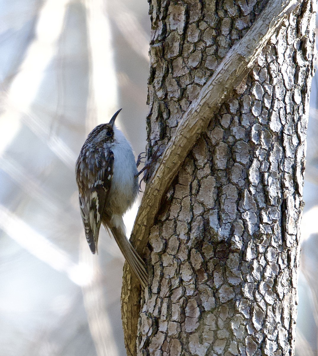 Brown Creeper - ML633445545