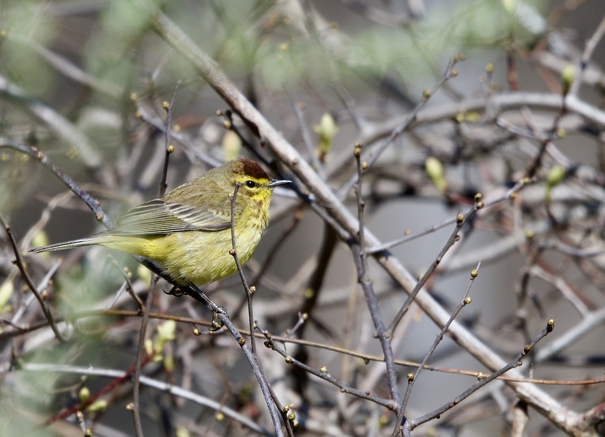 Palm Warbler - ML633445555