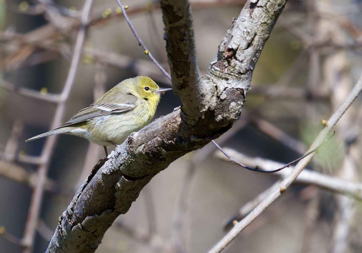 Pine Warbler - ML633445563