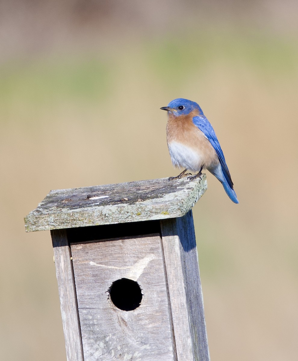 Eastern Bluebird - ML633445688