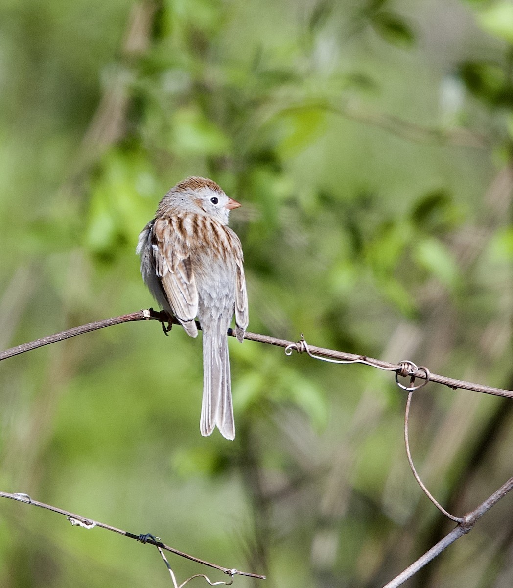 Field Sparrow - ML633445693