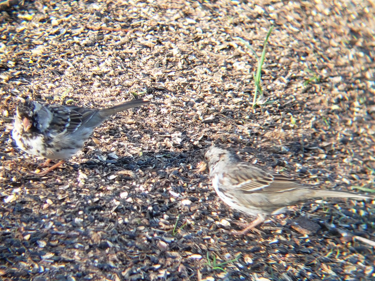Harris's Sparrow - ML633445701