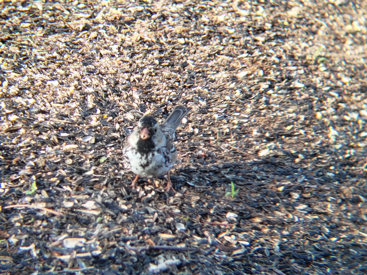 Harris's Sparrow - ML633445702
