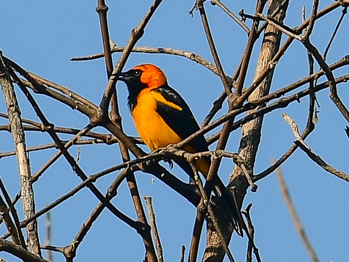 Orange-crowned Oriole - ML633445764