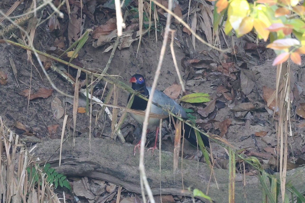 Coral-billed Ground-Cuckoo - ML633446053