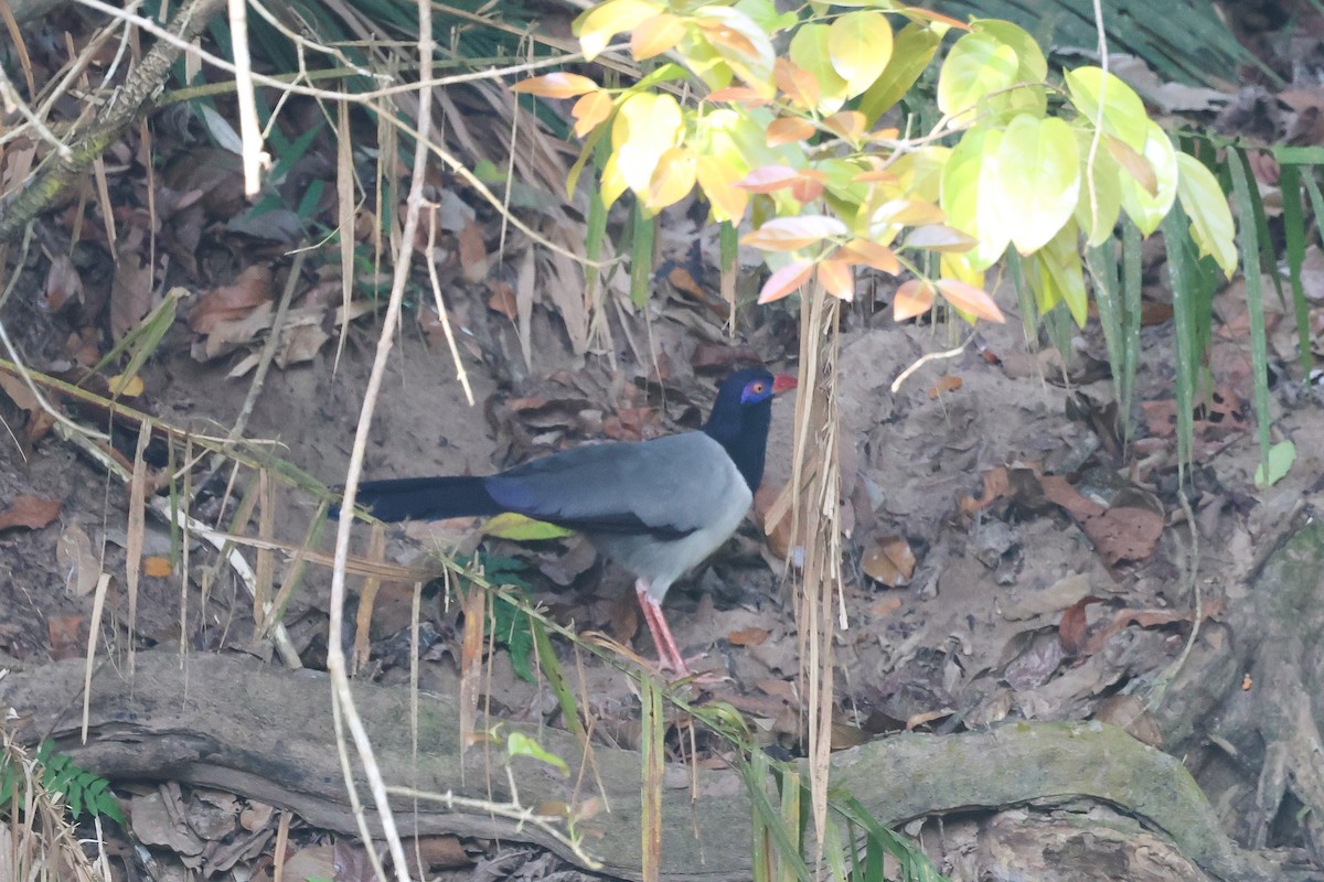 Coral-billed Ground-Cuckoo - ML633446055
