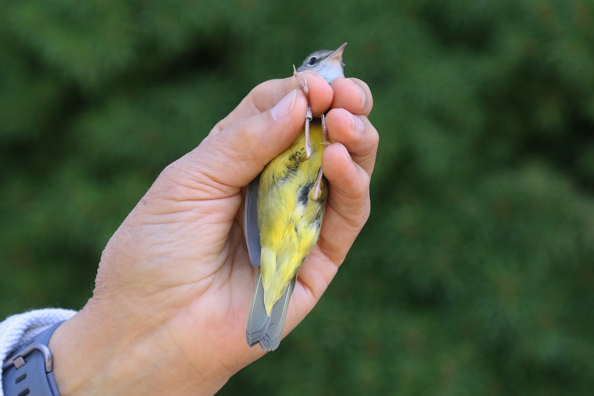 Mourning Warbler - Michael O'Brien