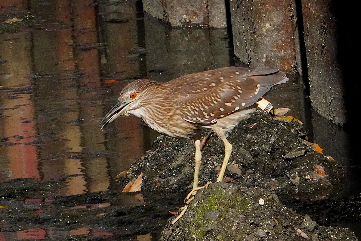 Nankeen Night Heron - ML633446473