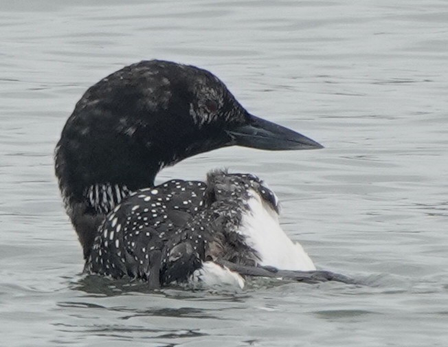 Common Loon - ML633446504