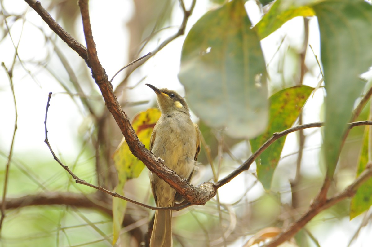 Graceful Honeyeater - ML633446597