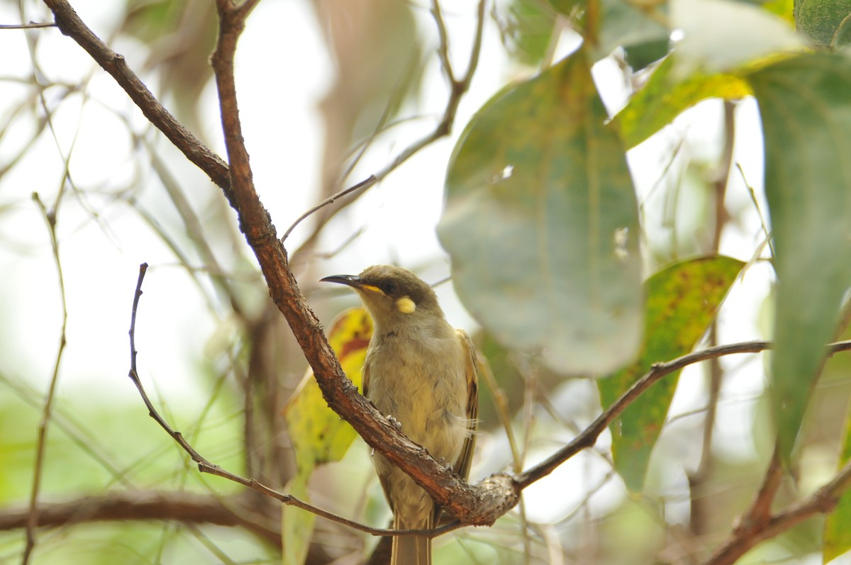 Graceful Honeyeater - ML633446598