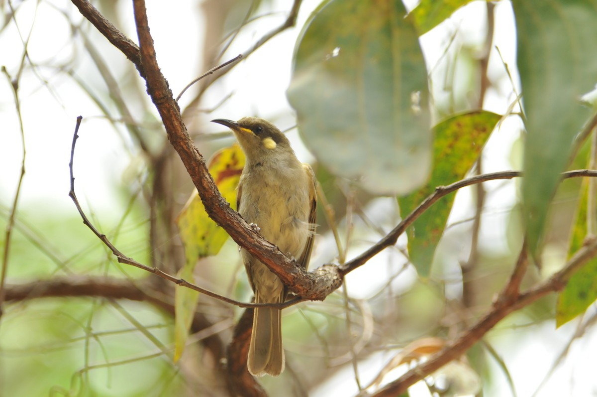 Graceful Honeyeater - ML633446599