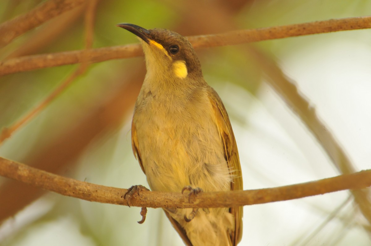 Graceful Honeyeater - ML633446600