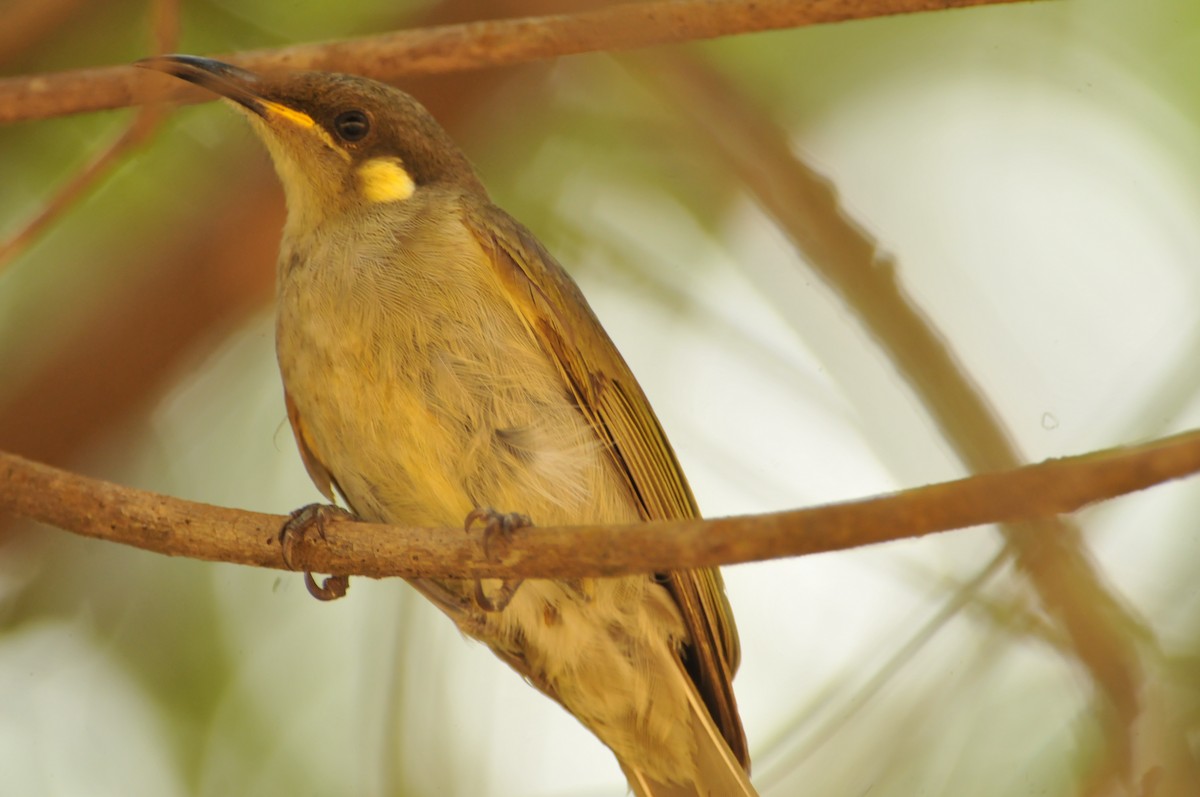 Graceful Honeyeater - ML633446601