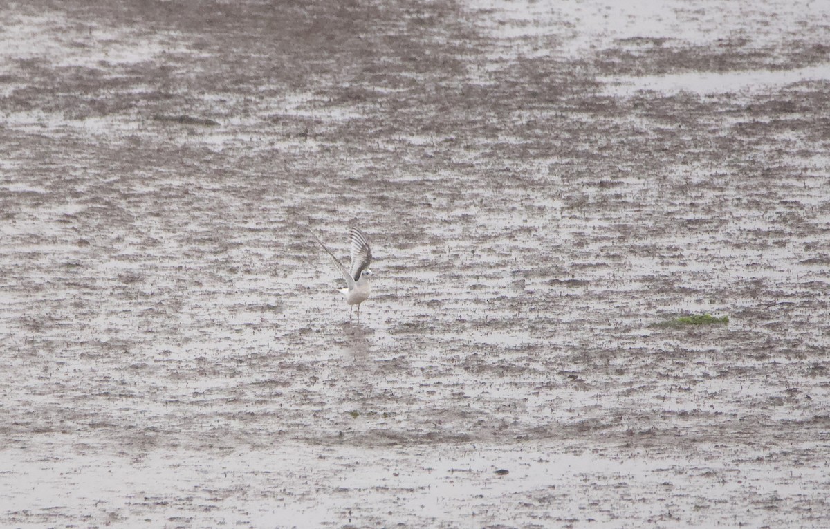 Little Gull - ML633446871