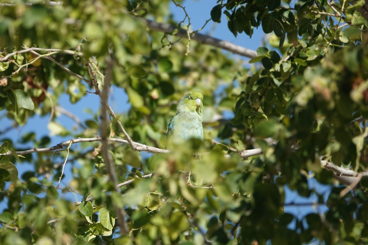 papoušíček mexický (ssp. insularis) - ML633446908