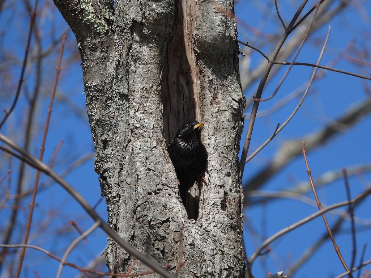 European Starling - ML633447020