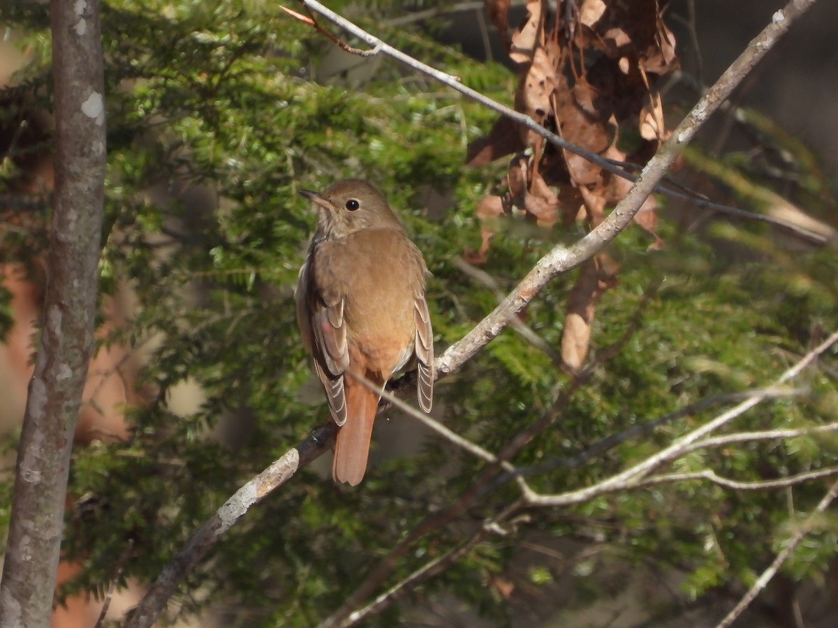 Hermit Thrush - ML633447026