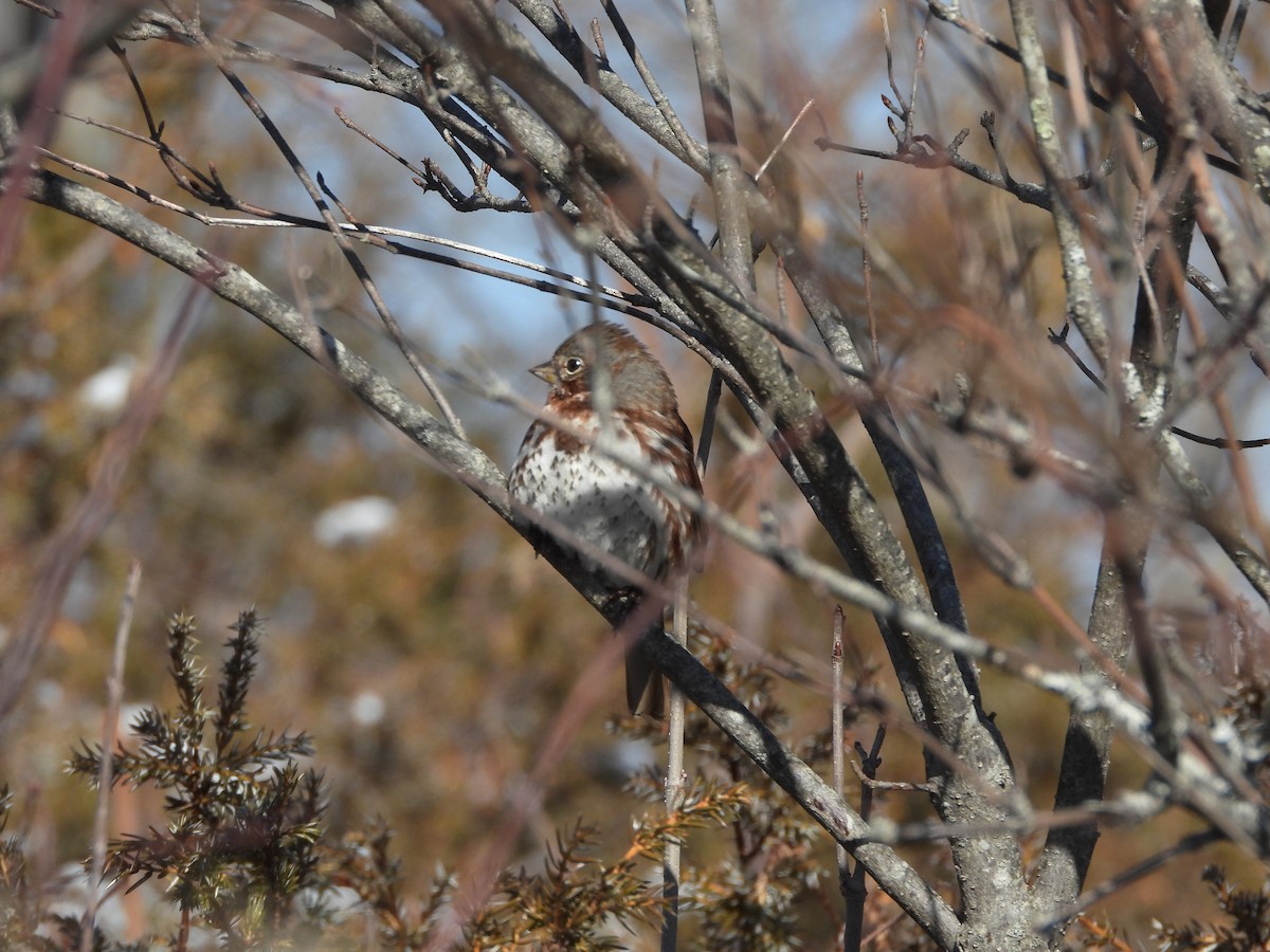 Fox Sparrow - ML633447059