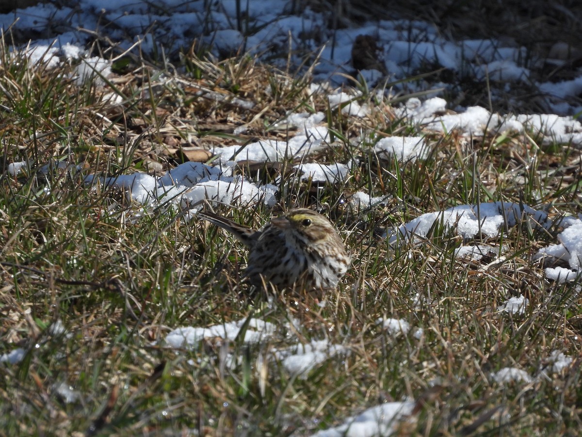 Savannah Sparrow - ML633447066