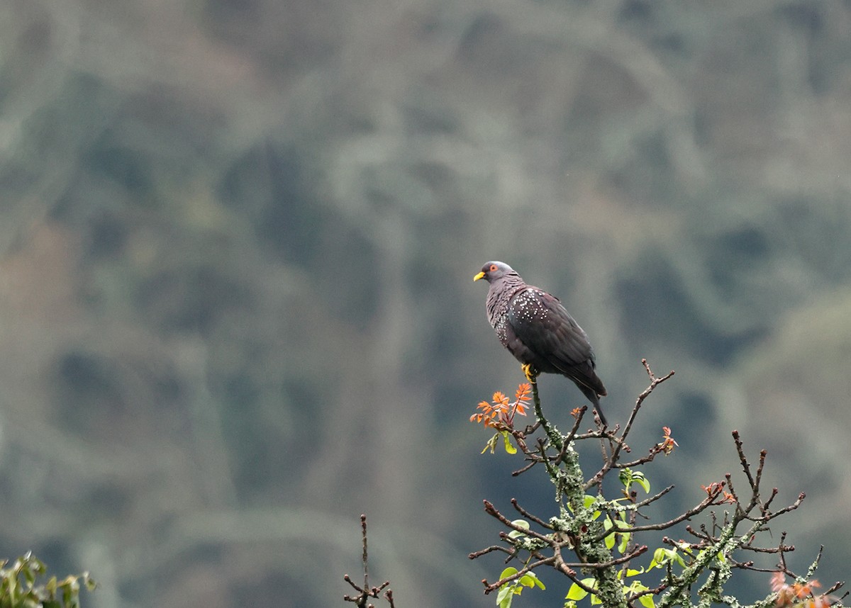 Pigeon rameron - ML633447137