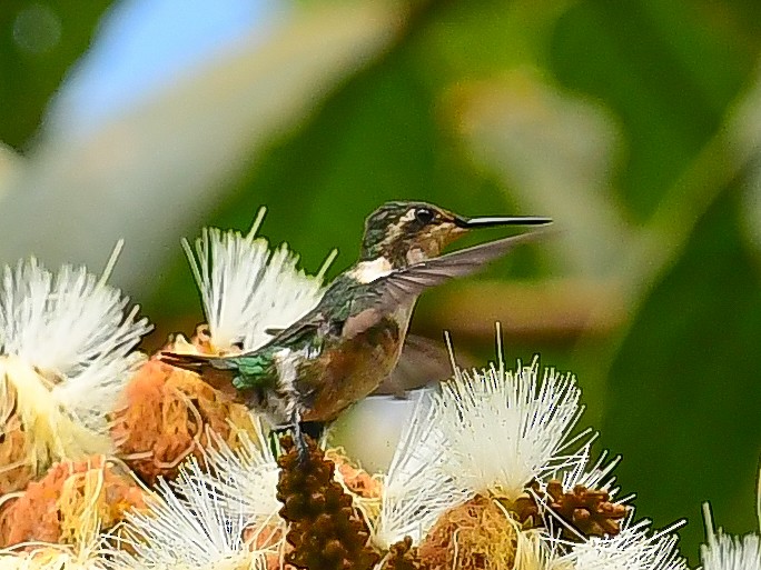 Rufous-shafted Woodstar - ML633447154