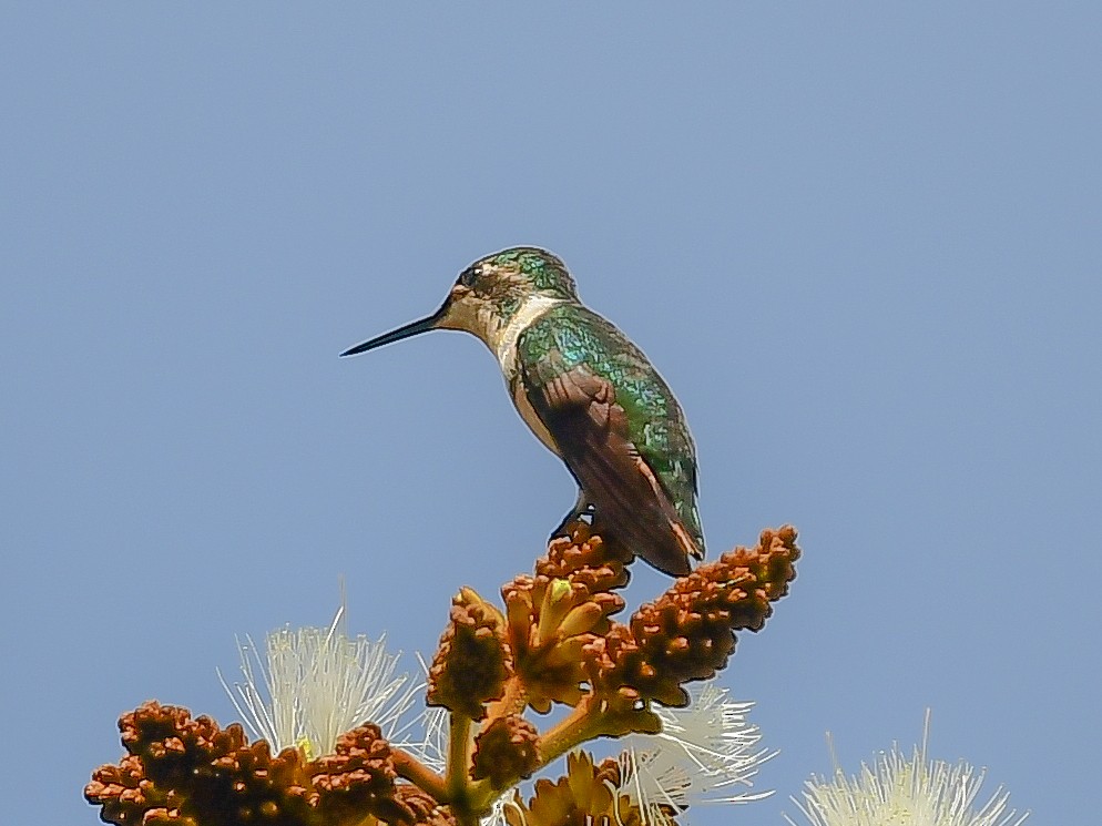 Rufous-shafted Woodstar - ML633447155