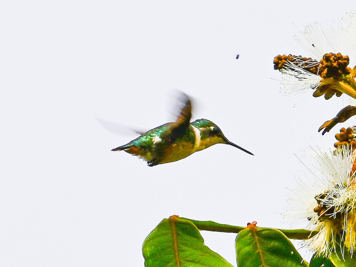 Rufous-shafted Woodstar - ML633447156