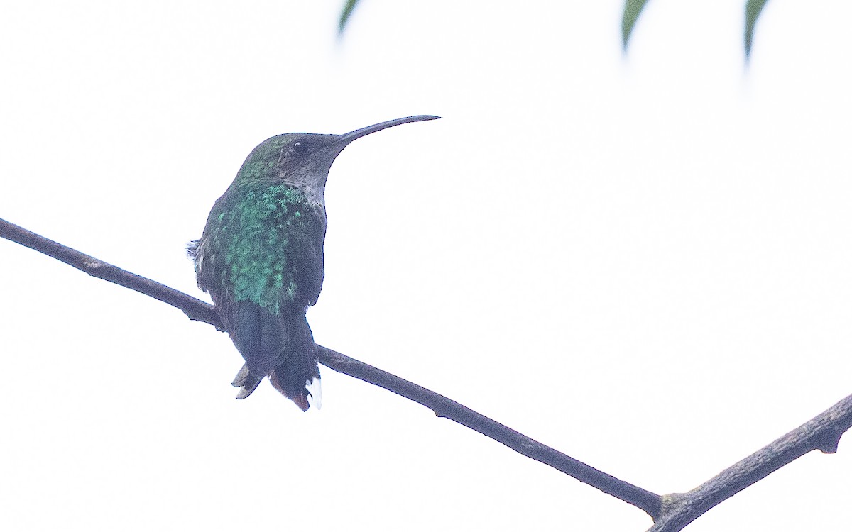 Black-billed Streamertail - ML633447272