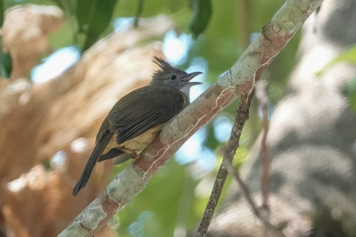 Puff-throated Bulbul - ML633447281