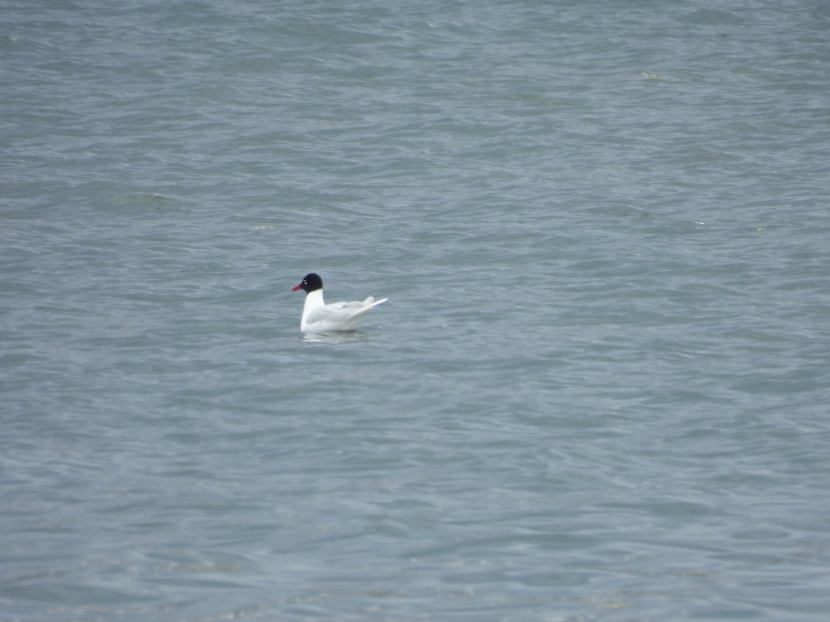 Mediterranean Gull - ML633447370