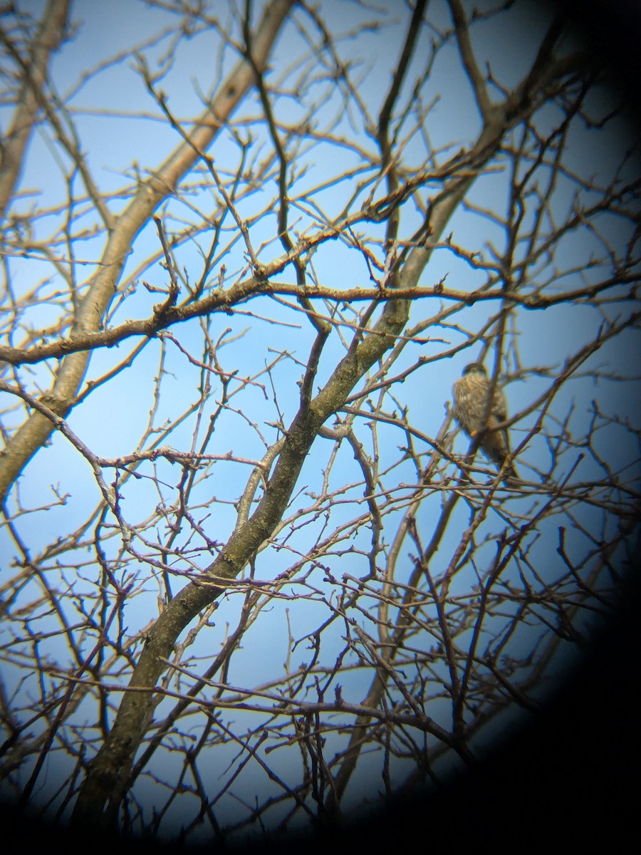 Merlin - ML633447613