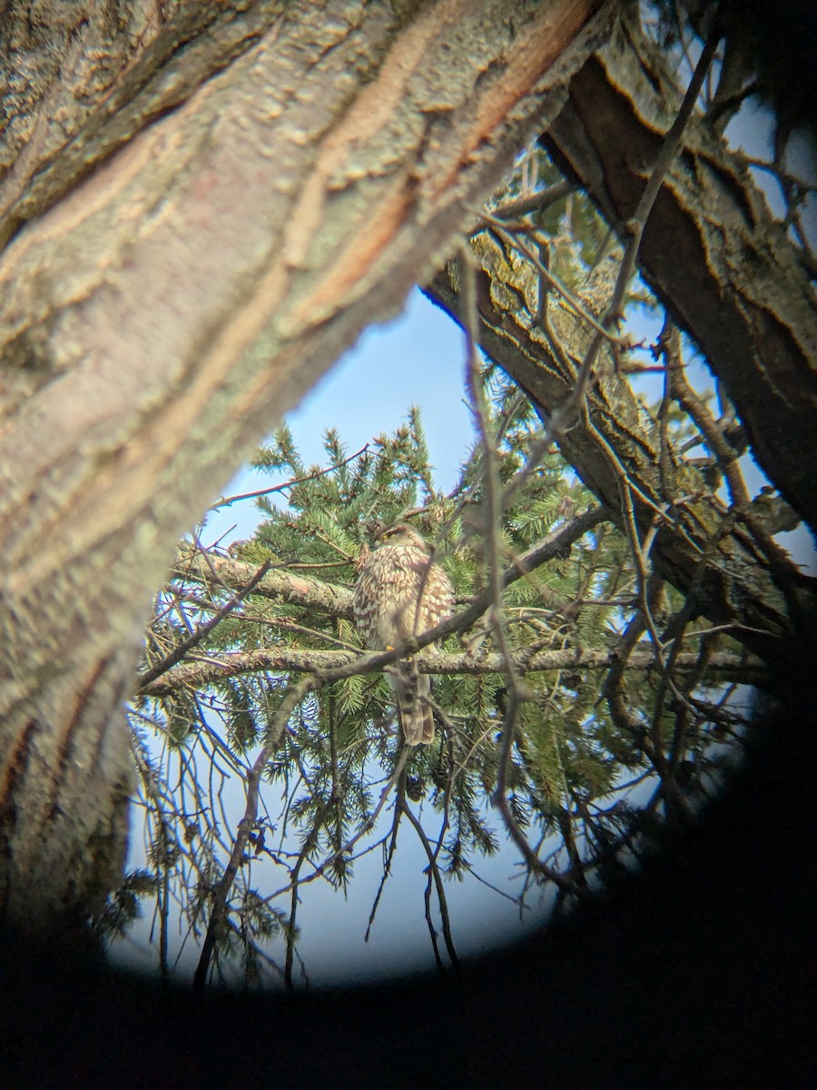 Merlin - ML633447614