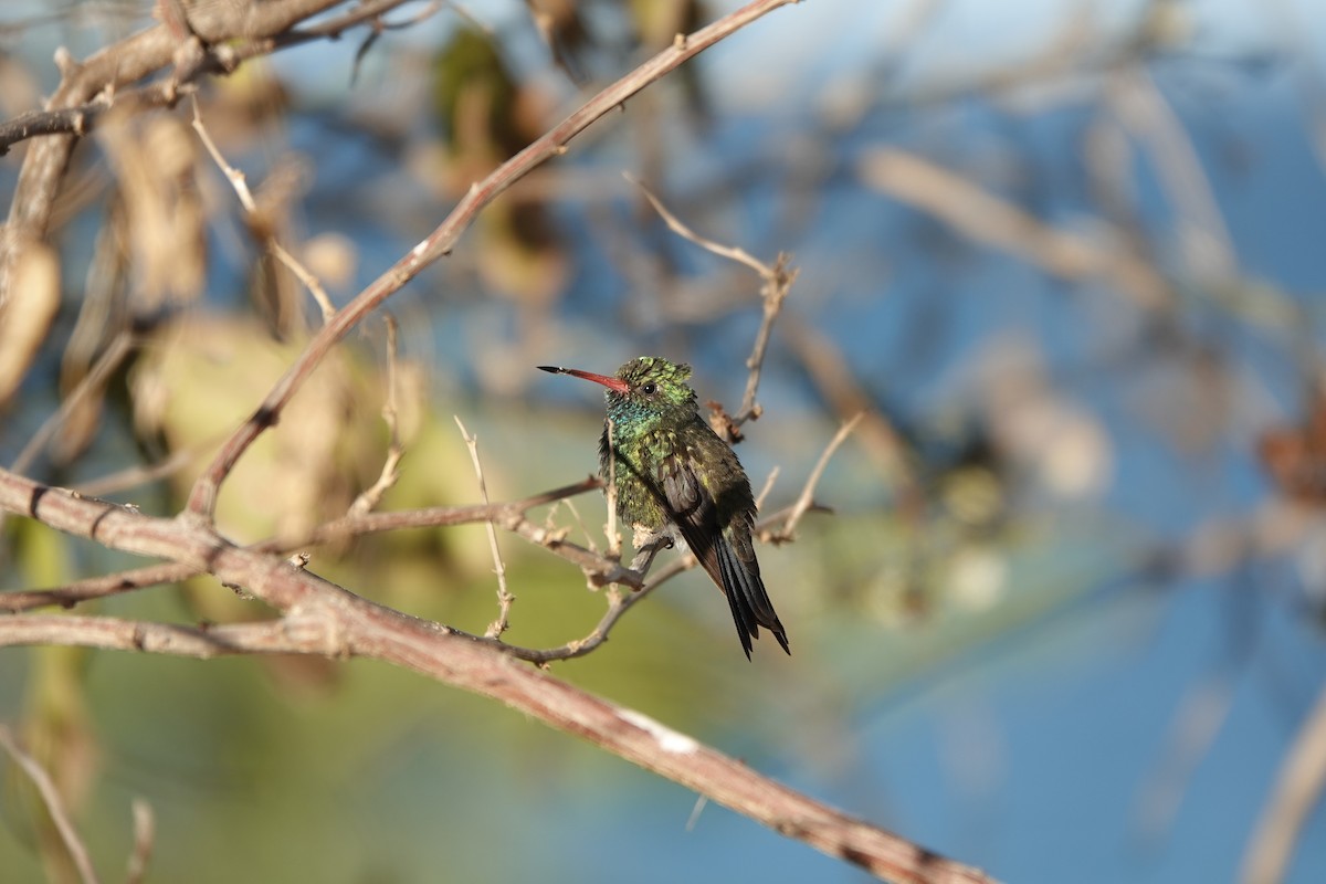 Tres Marias Hummingbird - ML633447630